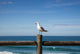 Seagull Perched Wooden Fence