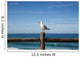 Seagull Perched Wooden Fence