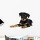 rottweiler (3 months) Wall Decal