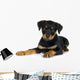 rottweiler (3 months) Wall Decal