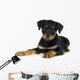 rottweiler (3 months) Wall Decal