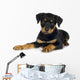 rottweiler (3 months) Wall Decal