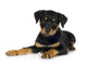 rottweiler (3 months) Wall Decal