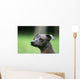 Mexican Hairless Dog