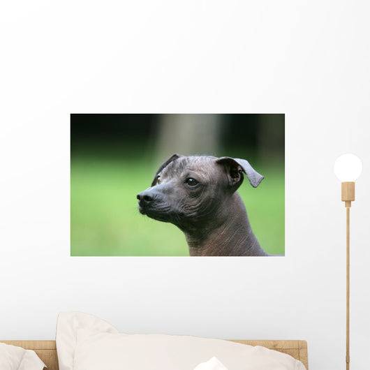 Mexican Hairless Dog