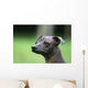 Mexican Hairless Dog