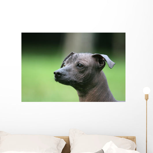 Mexican Hairless Dog