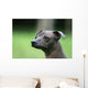 Mexican Hairless Dog