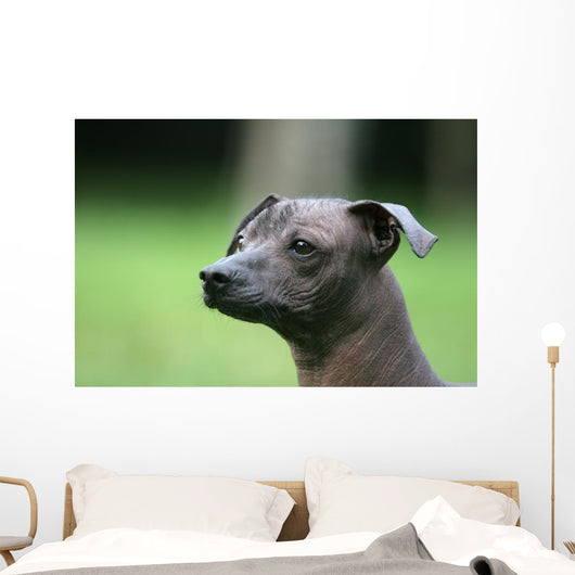 Mexican Hairless Dog