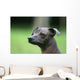 Mexican Hairless Dog