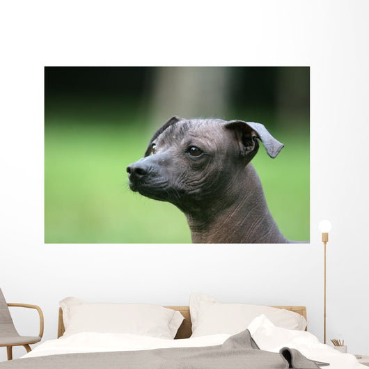 Mexican Hairless Dog