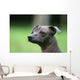 Mexican Hairless Dog