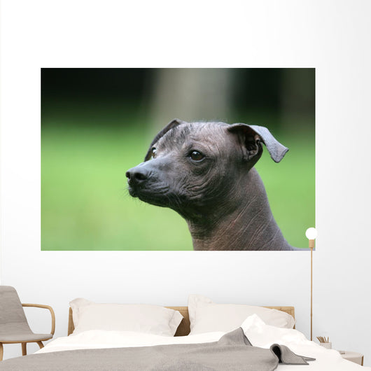 Mexican Hairless Dog