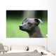 Mexican Hairless Dog