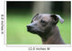 Mexican Hairless Dog