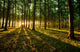 Rays Light