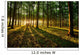 Rays Light