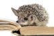cute hedgehogs read book Wall Decal