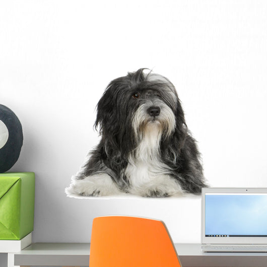 Tibetan Terrier (6 years) Wall Decal