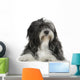 Tibetan Terrier (6 years) Wall Decal