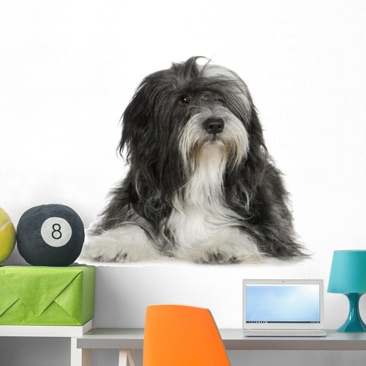 Tibetan Terrier (6 years) Wall Decal