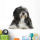 Tibetan Terrier (6 years) Wall Decal