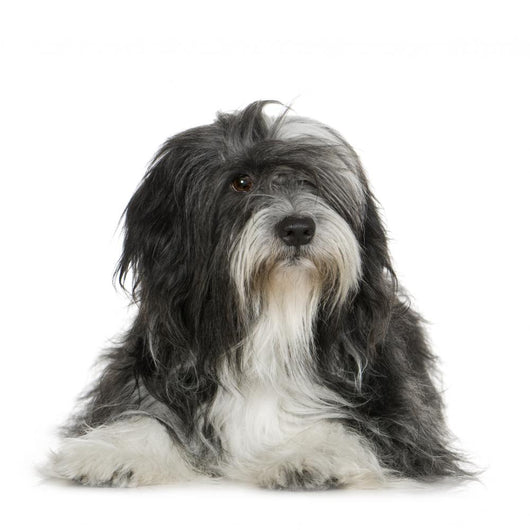 Tibetan Terrier (6 years) Wall Decal