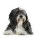 Tibetan Terrier (6 years) Wall Decal