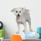 Maltese Dog 1 Year Wall Decal