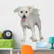 Maltese Dog 1 Year Wall Decal