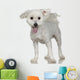 Maltese Dog 1 Year Wall Decal