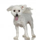 Maltese Dog 1 Year Wall Decal