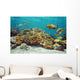 Underwater Landscape Coral Reef