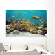 Underwater Landscape Coral Reef