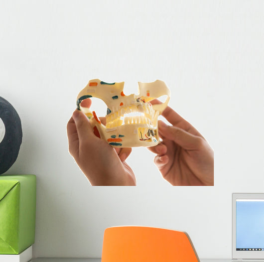 Dentist Holding Teeth Model Wall Decal