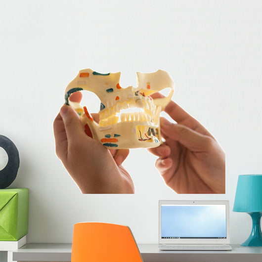 Dentist Holding Teeth Model Wall Decal