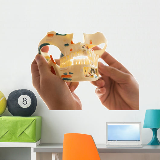 Dentist Holding Teeth Model Wall Decal