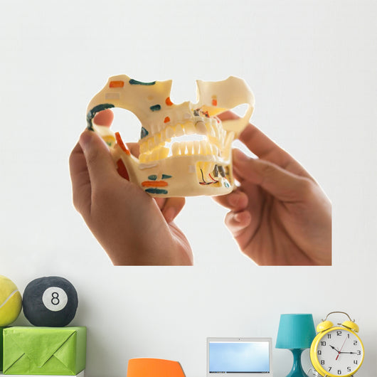Dentist Holding Teeth Model Wall Decal