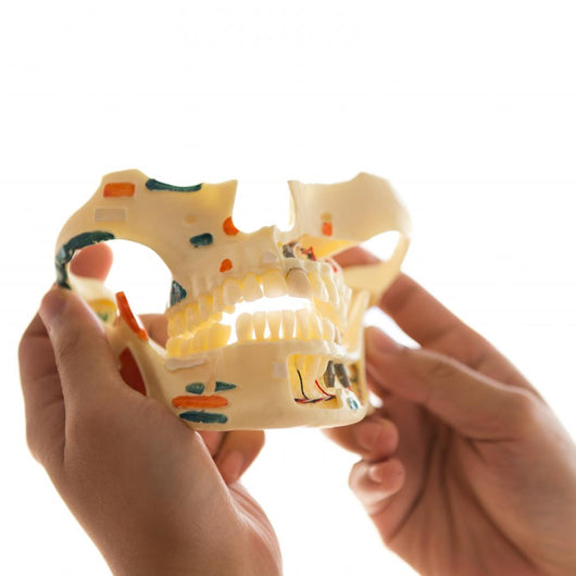 Dentist Holding Teeth Model Wall Decal