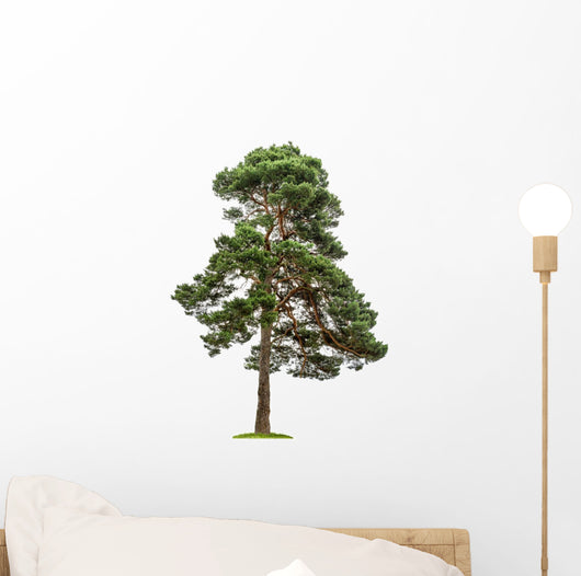 Exempt Pine Front White