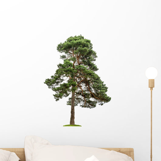 Exempt Pine Front White