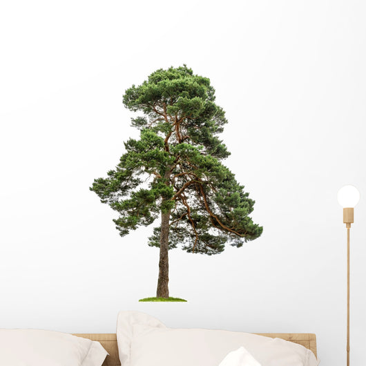 Exempt Pine Front White