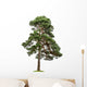 Exempt Pine Front White