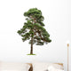 Exempt Pine Front White