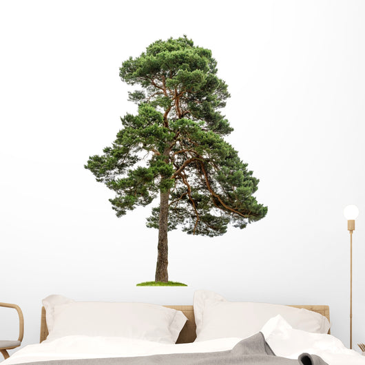 Exempt Pine Front White