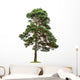 Exempt Pine Front White