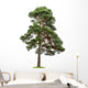 Exempt Pine Front White