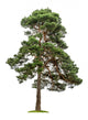 Exempt Pine Front White