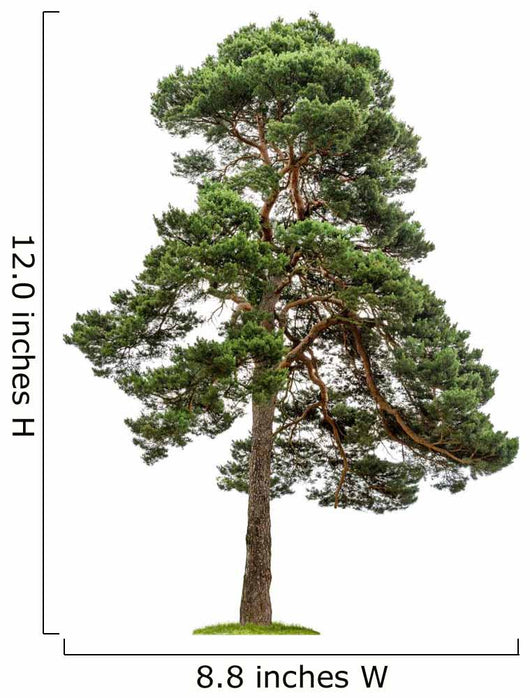 Exempt Pine Front White