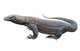 Komodo Dragon Wall Decal